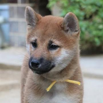 柴犬(標準サイズ)【和歌山県・女の子・2022年8月29日・赤】の写真「ぽっちゃりとして可愛い女の子」