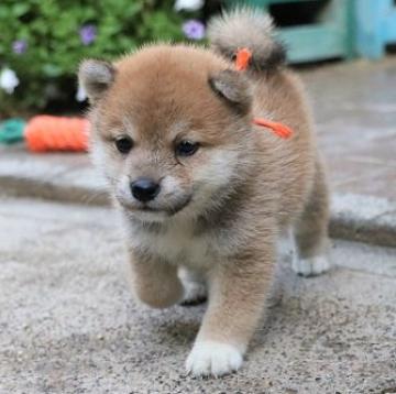 柴犬(標準サイズ)【和歌山県・女の子・2022年8月6日・赤】の写真「ぽっちゃりとして可愛い女の子」