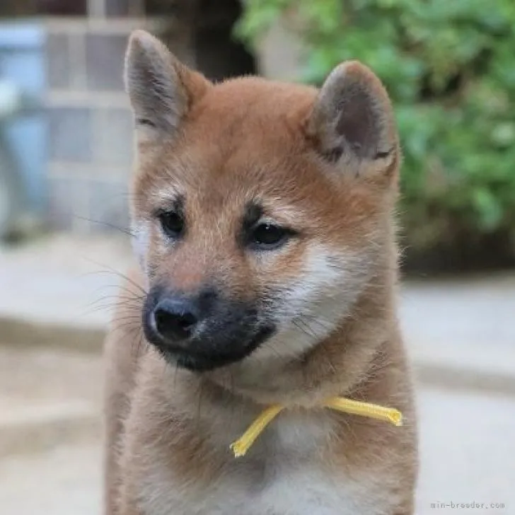 柴犬(標準サイズ)【和歌山県・女の子・2022年8月29日・赤】の写真1「撮影日2022.11.12」