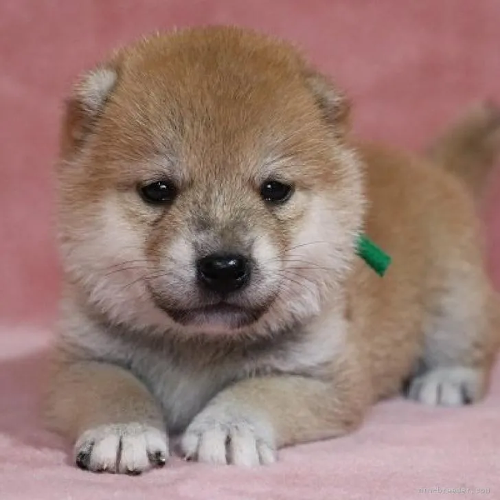 柴犬(標準サイズ)【和歌山県・男の子・2022年7月12日・赤】の写真1「撮影日2022.8.09」