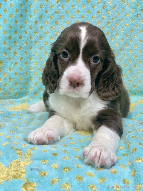 イングリッシュスプリンガースパニエルの子犬をお迎えいただいたお客様の声 口コミ 評判 奈良県 みんなのブリーダー