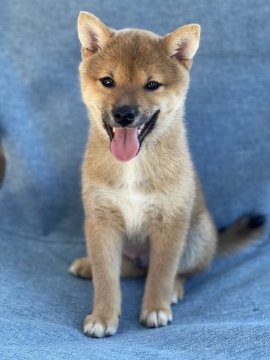 柴犬(豆柴)【奈良県・男の子・2021年5月7日・赤】の写真「22.23.24.25日見学お待ちしております！」