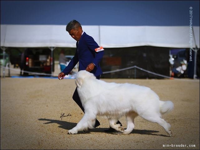 受賞犬紹介 みんなのブリーダー