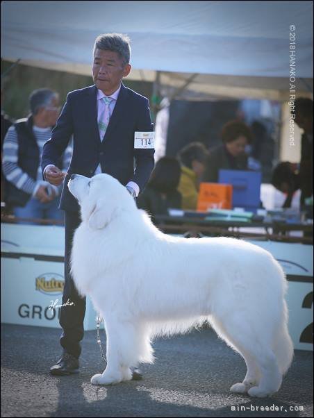 受賞犬紹介｜みんなのブリーダー