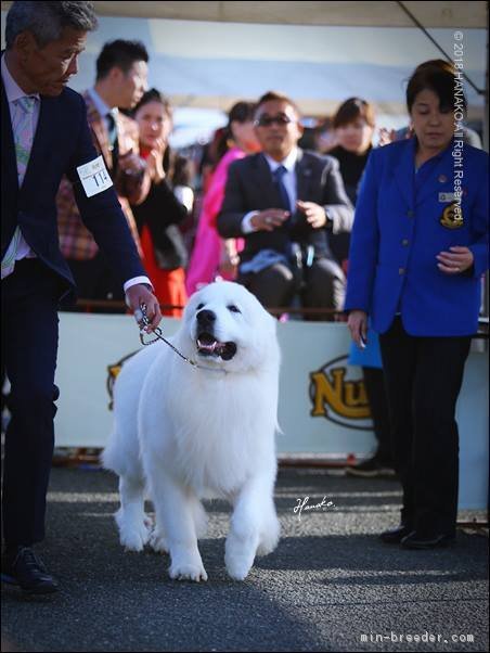 受賞犬紹介｜みんなのブリーダー