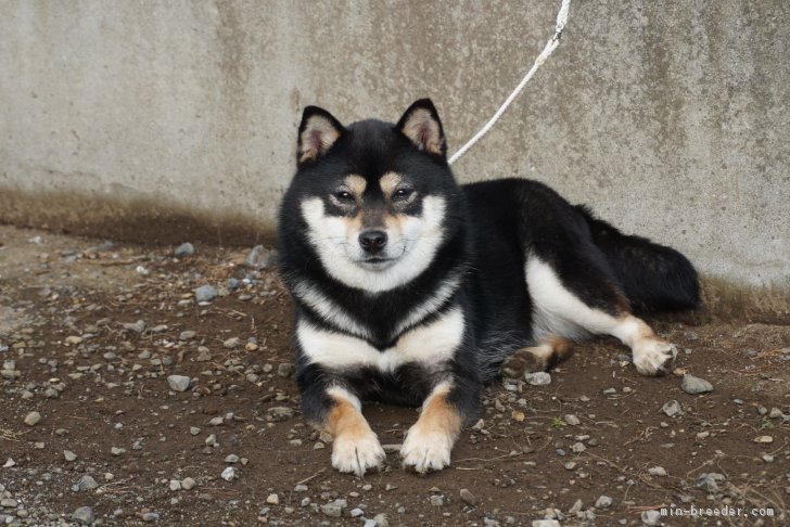 当犬舎作出のKCJチャンピオンの「宝珠の桃華号」体高26.5㎝の女の子です｜中村　英美(なかむら　ひでみ)ブリーダー(茨城県・柴犬など・日本犬保存会/日本社会福祉愛犬協会登録)の紹介写真1