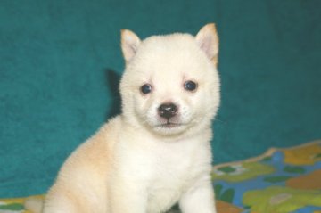 柴犬(豆柴)【茨城県・女の子・2019年5月12日・白】の写真「豆柴サイズの豆柴です」