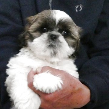 シーズー【茨城県・男の子・2025年2月6日・ゴールド&ホワイト】の写真「イケメン次男君」