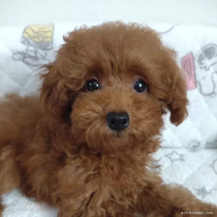 ID：2405-00418の子犬