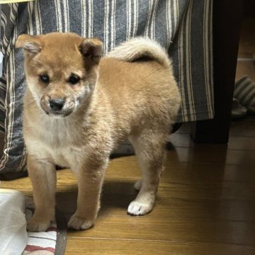 柴犬(標準サイズ)【熊本県・女の子・2024年10月18日・赤】の写真「とても可愛い女の子です」