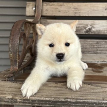 豆柴【宮崎県・女の子・2024年10月18日・白】の写真「白豆ちゃん」