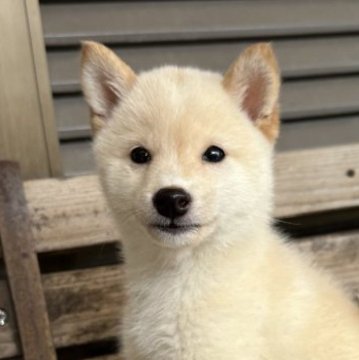 柴犬(豆柴)【宮崎県・男の子・2024年10月18日・白】の写真「人気の白豆ちゃん」