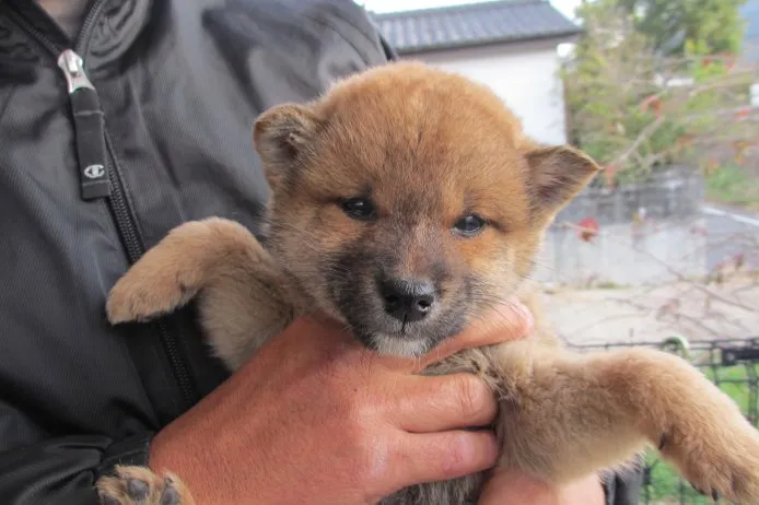 柴犬(標準サイズ)【宮崎県・男の子・2014年10月28日・赤毛】の写真1