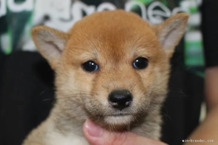 柴犬(標準サイズ)【宮崎県・男の子・2018年6月21日・赤】の写真1「7月30日撮影」