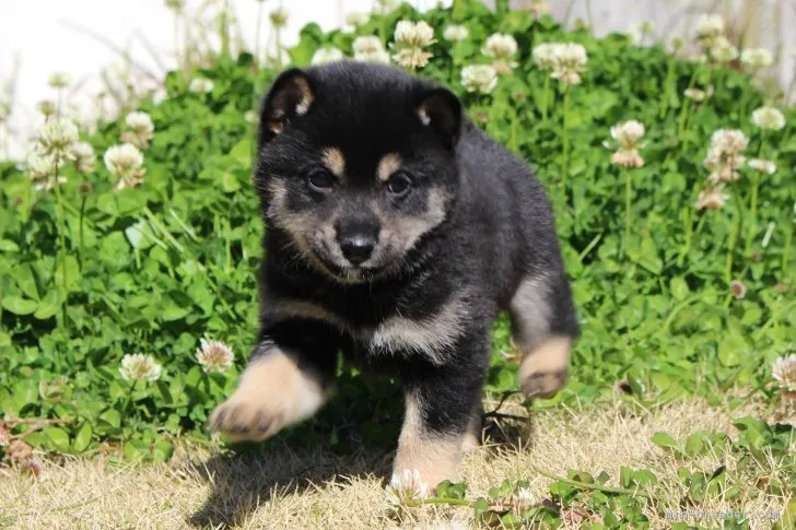 柴犬(標準サイズ)【宮崎県・男の子・2019年1月30日・黒】の写真1「3月13日撮影」