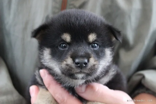 うーちゃん 様のお迎えした子犬