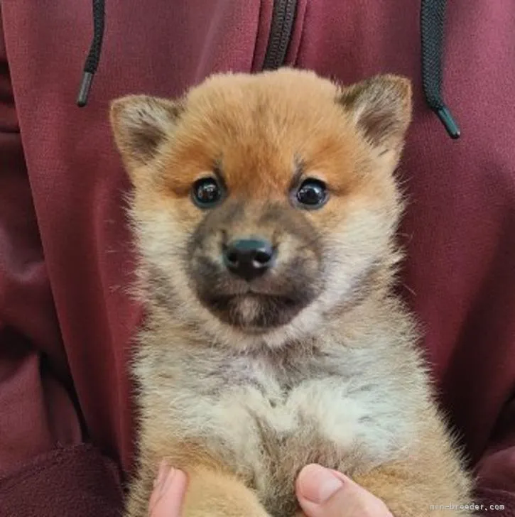 柴犬(標準サイズ)【宮崎県・男の子・2022年11月19日・赤】の写真1「1月4日撮影」