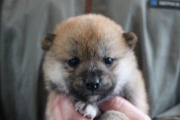 柴犬(標準サイズ)【宮崎県・男の子・2019年2月9日・赤】の写真「柴犬」