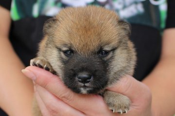 柴犬(豆柴)【宮崎県・男の子・2017年8月8日・赤】の写真「豆しば」