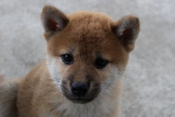 柴犬(標準サイズ)【宮崎県・男の子・2016年8月12日・赤】の写真「イケメンくん」