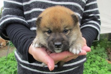 柴犬(標準サイズ)【宮崎県・男の子・2015年3月18日・赤】の写真「かわいい男の子」