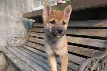 柴犬(豆柴)【宮崎県・男の子・2014年7月13日・赤】の写真「人なつっこい男の子」