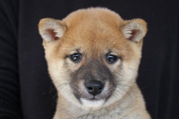 柴犬(豆柴)【宮崎県・男の子・2016年10月25日・赤】の写真「豆柴くん」