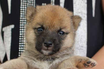 柴犬(豆柴)【宮崎県・女の子・2017年8月8日・赤】の写真「両親が豆柴認定犬」