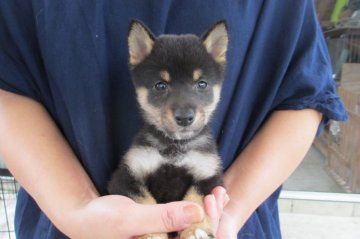 柴犬(豆柴)【宮崎県・男の子・2015年9月3日・黒】の写真「人気の黒豆柴です。」