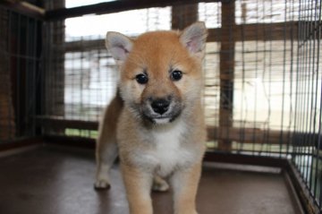 柴犬(標準サイズ)【宮崎県・男の子・2018年4月17日・赤】の写真「可愛い男の子です。」