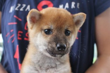 柴犬(標準サイズ)【宮崎県・女の子・2016年8月25日・赤】の写真「小ぶりサイズ」