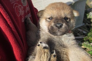 柴犬(標準サイズ)【宮崎県・男の子・2014年11月5日・赤毛】の写真「超優良血統」