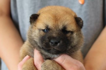 柴犬(豆柴)【宮崎県・女の子・2019年9月5日・赤】の写真「豆柴」