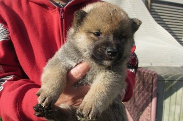 柴犬(標準サイズ)【宮崎県・男の子・2014年10月28日・赤毛】の写真「」