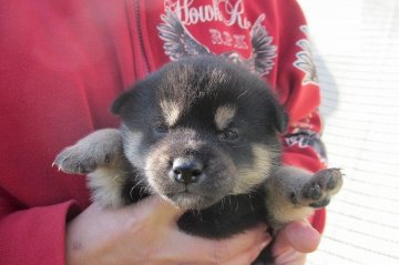 柴犬(標準サイズ)【宮崎県・男の子・2014年11月5日・黒毛】の写真「人気の黒」