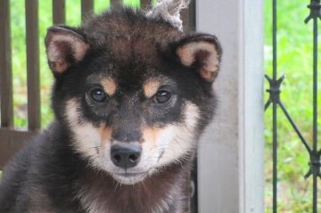 柴犬(豆柴)【宮崎県・男の子・2014年11月22日・黒】の写真「イケメンな黒豆柴」