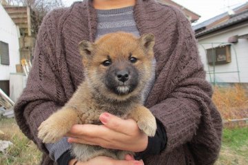 柴犬(標準サイズ)【宮崎県・女の子・2014年10月28日・赤毛】の写真「」