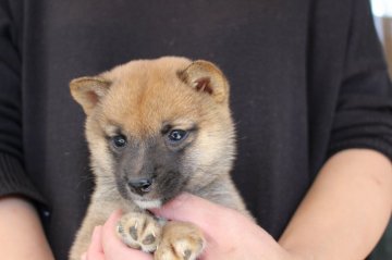 柴犬(豆柴)【宮崎県・女の子・2017年9月8日・赤】の写真「べっぴんさん」