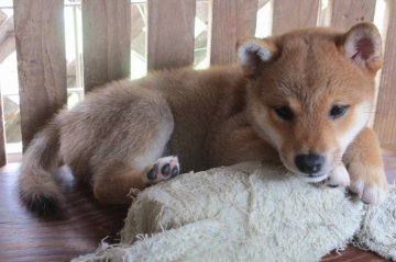 柴犬(標準サイズ)【宮崎県・女の子・2013年6月28日・赤】の写真「こぶりな女の子」