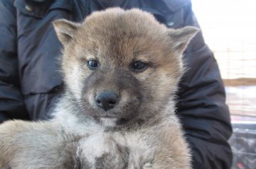 柴犬(標準サイズ)【宮崎県・女の子・2016年1月10日・赤】の写真「」