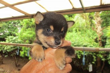 柴犬(豆柴)【宮崎県・男の子・2015年4月8日・黒】の写真「極小サイズ黒豆柴」