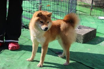 柴犬(豆柴)【宮崎県・男の子・2018年3月30日・赤】の写真「イケメン豆柴」