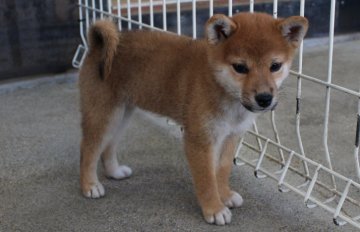 柴犬(標準サイズ)【宮崎県・女の子・2016年8月25日・赤】の写真「小ぶり（豆）サイズ予想」