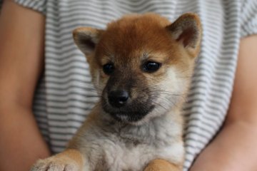 柴犬(標準サイズ)【宮崎県・女の子・2016年8月25日・赤】の写真「小ぶりサイズ」