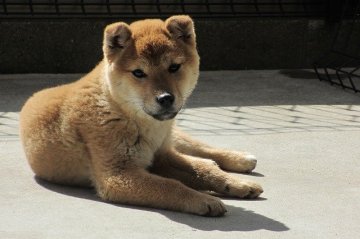 柴犬(標準サイズ)【宮崎県・男の子・2014年11月5日・赤】の写真「ハンサムな男の子」