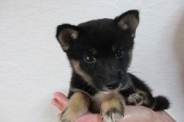 柴犬(豆柴)【宮崎県・男の子・2015年5月31日・黒】の写真「」