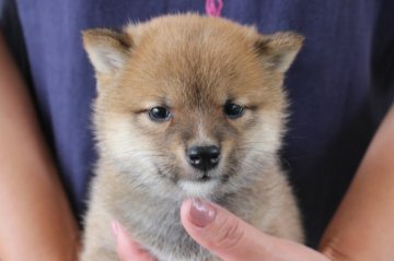 柴犬(豆柴)【宮崎県・男の子・2019年5月4日・赤】の写真「豆柴」