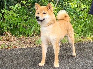 柴犬(標準サイズ)【宮崎県・男の子・2020年11月23日・赤】の写真「生後7ヶ月」