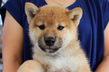 柴犬(標準サイズ)【宮崎県・男の子・2016年8月12日・赤】の写真「イケメンくん」