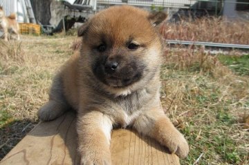 柴犬(標準サイズ)【宮崎県・男の子・2014年12月22日・赤】の写真「かわいい男の子」